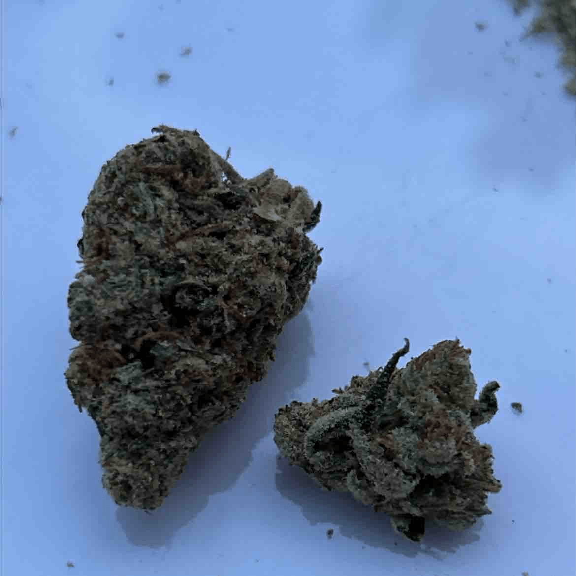 Liberty Haze - NL